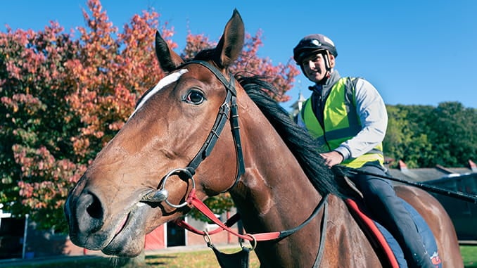 Phoenix Rider Stable Phoenix Of Dreams developing well ahead of flat turf season – latest ...